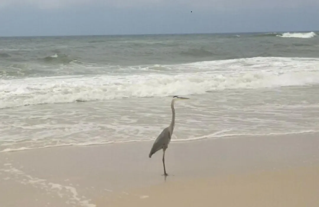 Bill'S At Gulf Shores-1